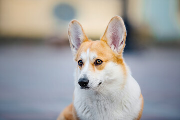 Cute Welsh Corgi dog outdoor. Dog portrait Pet on a walk. Beautiful funny corgi dog breed