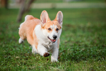 Cute Welsh Corgi dog outdoor. Dog portrait Pet on a walk. Beautiful funny corgi dog breed