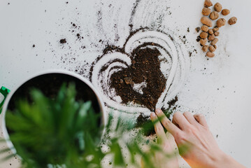 Home gardening transporting indoor plants to new pots. REPOTTING PLANTS © stenkovlad