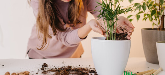 Home gardening transporting indoor plants to new pots. REPOTTING PLANTS