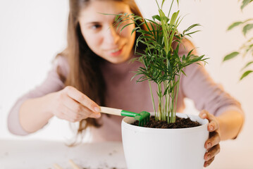 Home gardening transporting indoor plants to new pots. REPOTTING PLANTS