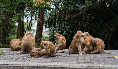 Family of macaque monkeys grooming each other in the monkey hill Phuket, Thailand © Simon
