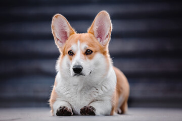 Cute Welsh Corgi dog outdoor. Dog portrait Pet on a walk. Beautiful funny corgi dog breed