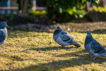 冬の夕暮れの公園に群れるハト