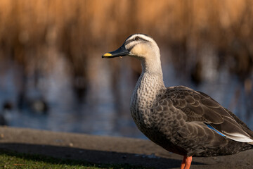冬の公園にいるマガモの雌　2月