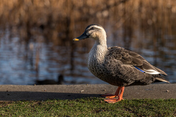 冬の公園にいるマガモの雌　2月