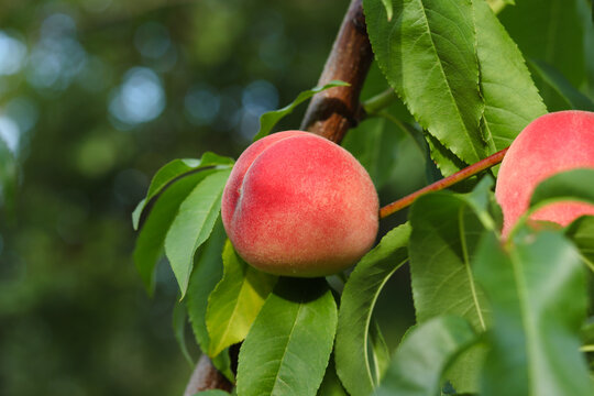 Ripe peaches on a peach tree close-up against lush foliage with copy space. Selective focus. Harvesting. Spring nature