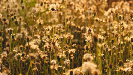 Small flowers of grass and orange color of sunlight