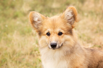 Fototapeta na wymiar Cute Welsh Corgi dog outdoor. Dog portrait Pet on a walk. Beautiful funny corgi dog breed