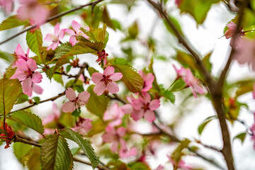 Obraz na płótnie Canvas Blooming sakura at spring park. Close up view of pink cherry blossoms on sakura tree branch