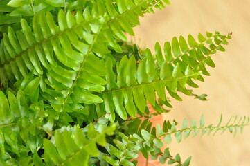 samanbaia planta verde clara 