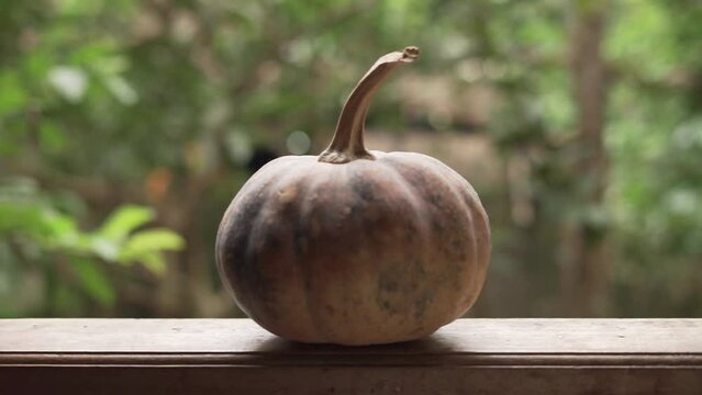 Labu waluh pumpkin (Cucurbita) put on a window bokeh background. This fruit originally from Mexico, South America