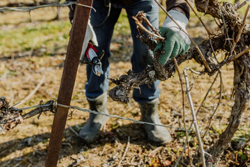Pruning vineyards