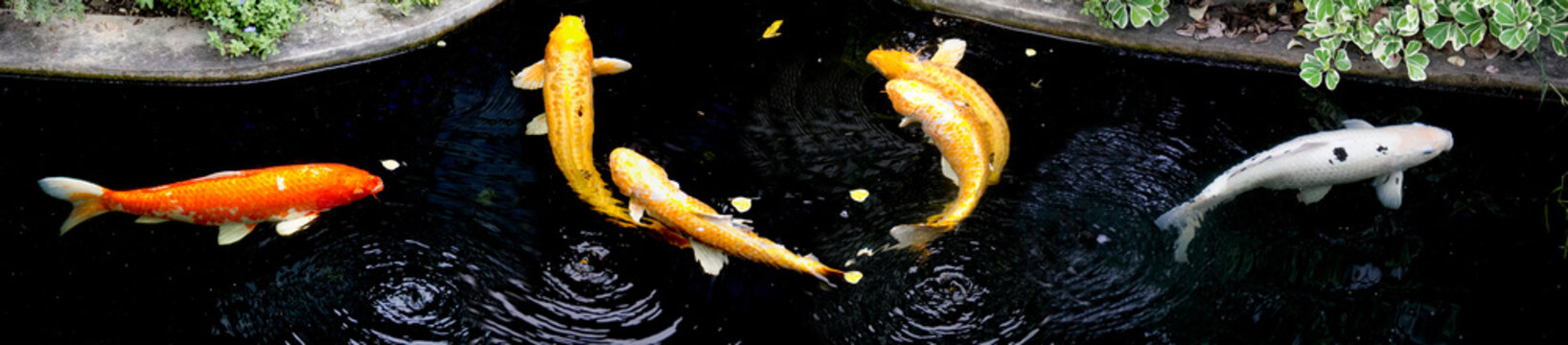 Fancy koi carp fishes such as golden koi fish Doitsu Yamabuki Ogon, Hikarimujimono, black and white pattern Bekko koi and red white Omoyo Kohaku are swimming in park pond. Panorama picture. Thailand.