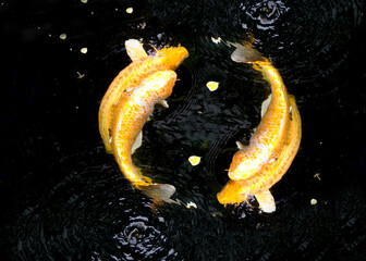 Golden fancy carps swimming symbolizes yin and yang, Doitsu Yamabukiogon , Hikari Mujimono. They're swimming together in carp pond. It's Taoist symbol that represents interconnected power of univers. - obrazy, fototapety, plakaty