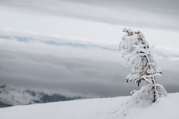 Dragobrat, Ukraine mountain landscape with fog and fir trees.