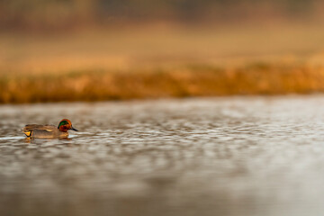 Fototapeta premium Anas crecca or Eurasian teal or common teal Eurasian green winged teal bird in action kissing water with beak in golden hour light at keoladeo national park bharatpur bird sanctuary rajasthan india