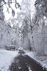 zima w lesie © Przemysaw