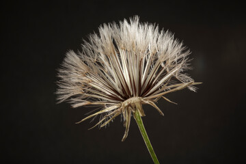 Closed Bud of a dandelion. Dandelion white flowers in black background. High quality photo (seletive focus)