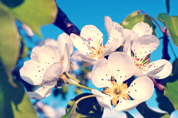 Pear blossom in spring garden (backgrounds - concept)