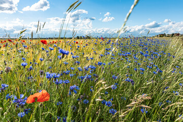 Feld mit Mohn- und Kornblumen