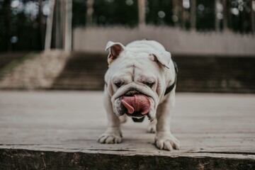 Dog licking its nose, a sign of anxiety or nervousness