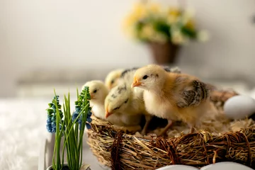 Gordijnen Little newborn chicks in a nest, cute newborn birds sleeping © Tomsickova