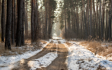 road to snowy pine forest