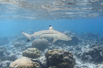 Blacktip reef shark swimming near coral reef