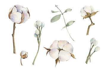 Watercolor Cotton Flower Set, Hand-Drawn Floral Elements, Natural Botanical Illustration on White Background © ArtMaslyana