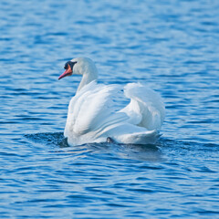 Obraz premium white swan on blue water in a pond at a park in Michigan.