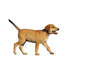 Cute of puppy standing isolated on transparent background png file