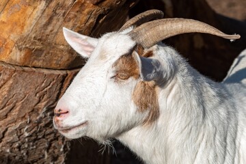 goat on a farm in the sun