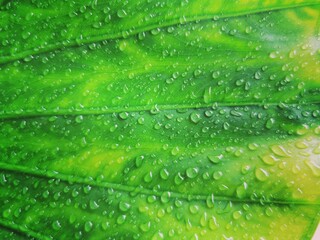 drops of rain, water on large green leaf 