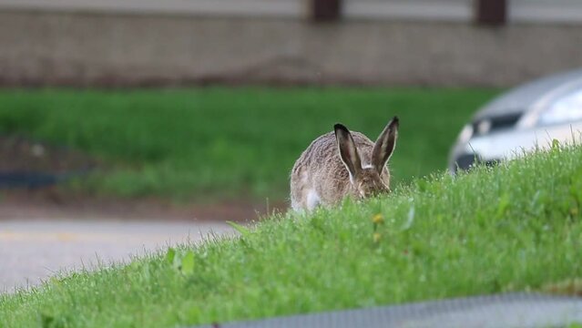Spring time brown white-tailed jackrabbit grazing on grass in the suburbs