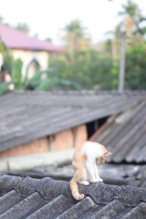 a ginger cat sit on the roof