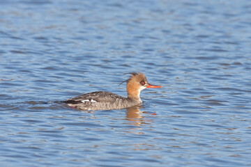 A Female Red-breasted Merganser Swimming