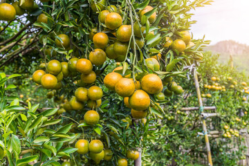 The Oranges growing on tree, North, Thailand.