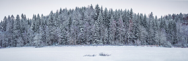 Snow coveder spurce forest Panorama. Winter scandinavian landscape . Close to duotone colors due to contrast between the frosty spruce trees, white snow foreground and sky.