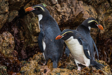 Snares penguins (Eudyptes robustus)