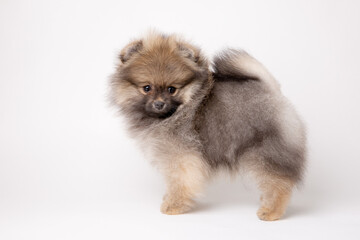 fluffy cute pomeranian puppy isolated on a white background