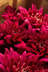 Burgundy chrysanthemum flowers close up
