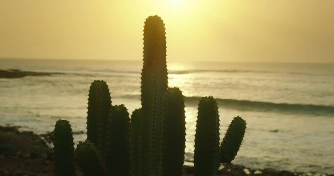 Close-up of prickly cactus bush outdoor on ocean beach background at sunset light. Calima weather.