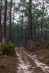 Sandy road in autumn pine forest