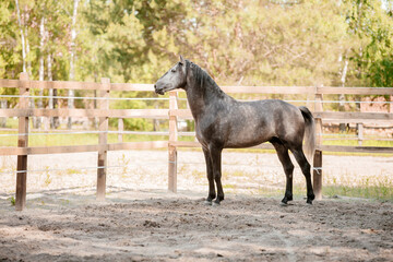Beautiful horse portrait in motion in the stallion. Equine. Countryside. Equestrian