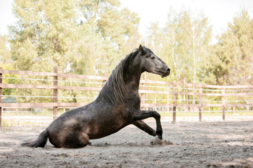 Beautiful horse portrait in motion in the stallion. Equine. Countryside. Equestrian