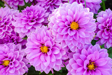 Fototapeta premium purple lush blooming chrysanthemum in the garden