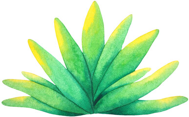 small leaf succulent tree tropical nature plant cactus fresh desert green garden blooming flower art illustration watercolor painting design white isolated background drawing natural summer botanical
