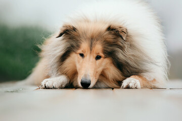 Ginger orange Rough Collie dog portrait autumn. Beautiful fluffy dog in a foggy morning. Collie dog...