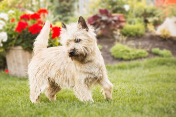 Cute cairn terrier dog on green grass in the park on a sunny day. Terrier dog breed